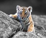 pic for baby tiger 